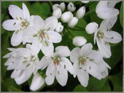 Quelle est cette fleur ?