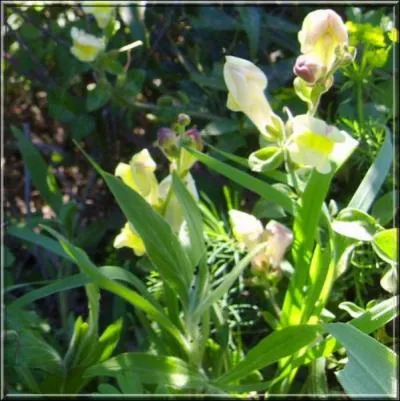 Quel est le nom courant du muflier ?