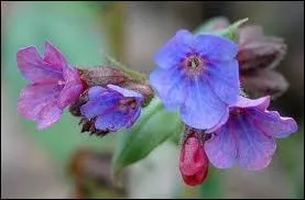 Comment se nomme cette fleur ?