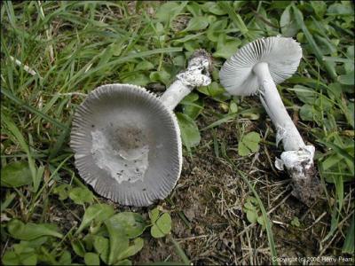 Comment se nomme ce champignon ?