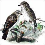 Comment s'appelle cet oiseau ?