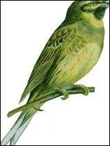 Quel est ce bel oiseau ?