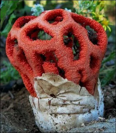 Ce champignon (Clathre grillag) est connu sous le nom de :