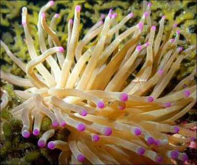 L'anmone, lorsqu'elle est un animal, se trouve :