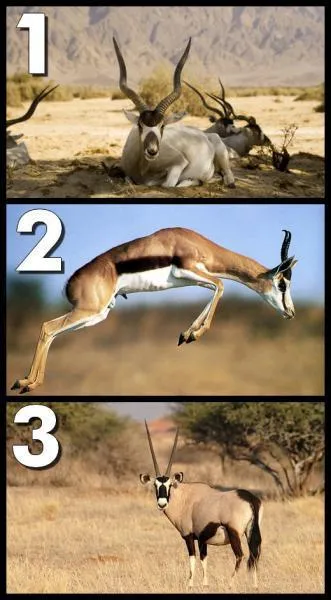 Parmi ces trois animaux, lequel peut vritablement tre considr comme une antilope ?