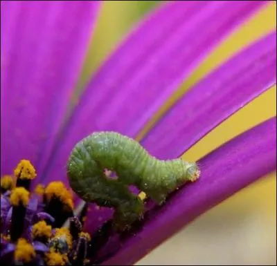 Comment s'appelle la chenille de la phalne, dont le nom vient de la faon dont elle se dplace ?