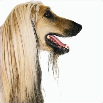 Et ce chien, quant  lui, est un lvrier :