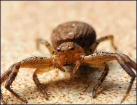 Lequel n'est pas un arachnide ?