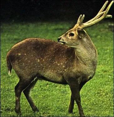 Le genre axis compte quatre espces diffrentes. Quel est le nom de celle-ci, qui tient son nom du fait qu'elle soit lourde et assez basse sur pattes ?