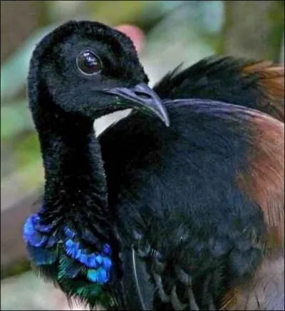 L'agami porte un surnom qui vient du cri clatant du mle. Lequel est-ce ?