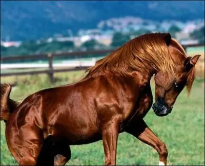 La robe de ce cheval est :