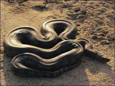 L'anaconda vit principalement :