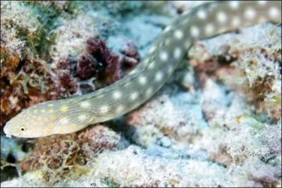 O les anguilles vont-elles pondre leurs oeufs ?