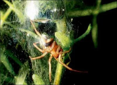 L'argyronte est un araigne qui vit dans les milieux :