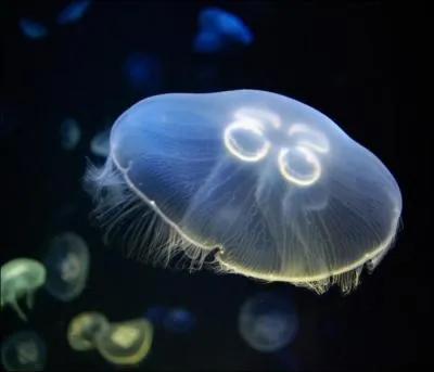 C'est un prnom fminin, mais aussi une mduse : de quoi s'agit-il ?