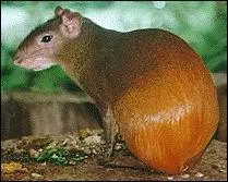Quel est le nom de ce petit animal  l'arrire-train dor, rongeur des Antilles et d'Amrique du Sud ?