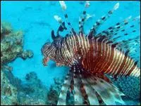 Quel est ce poisson ?