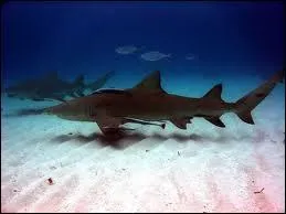 Comment se nomme ce requin ?