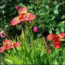 Comment appelle-t-on la Tigridie ?