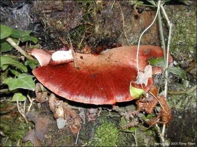 Quel est ce champignon ?