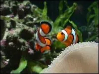 Quel est ce poisson ?