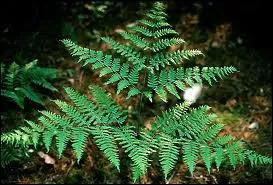 De quel oiseau notre fougre porte-t-elle le nom ?