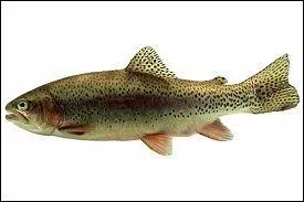 Quel est le nom de cette truite ?