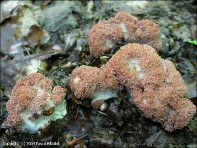 Quel est ce champignon ? (agrandir l'image pour vous aider)