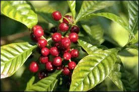 Quel est le fruit du cafer ?