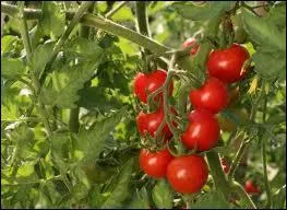 Quels sont ces fruits ?