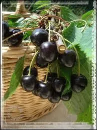 Quels sont ces fruits ?