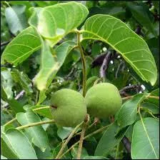 Quels sont ces fruits ?