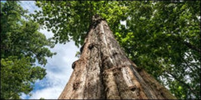 De quel arbre est issu le bois qui fait la richesse de la Birmanie ?