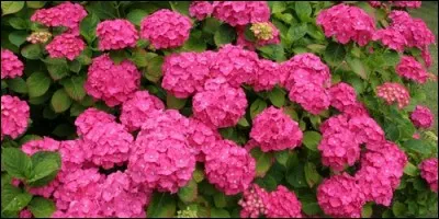 La couleur de l'hortensia dépend de l'acidité du sol.
