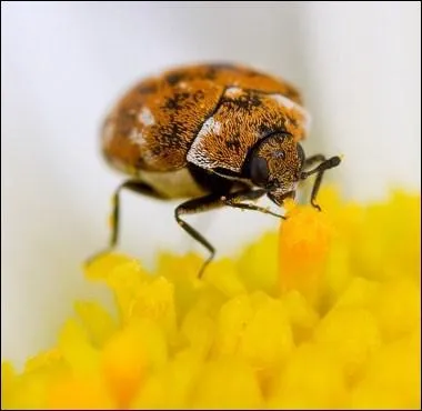 L'anthrne est nuisible pour :