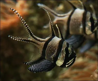 Les acanthoptrygiens sont des poissons aux nageoires soutenues par des rayons pineux. Lequel de ces poissons ne fait pas partie de ce vaste groupe ?