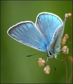 Ce papillon porte le nom d'un trs beau jeune homme de la mythologie grecque, divinit de la beaut, qui fut tu par un sanglier. C'est :