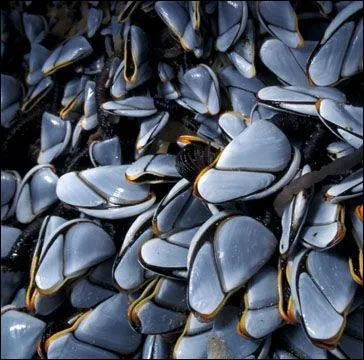 L'anatife est sujet  une rumeur tonnante. Laquelle ?