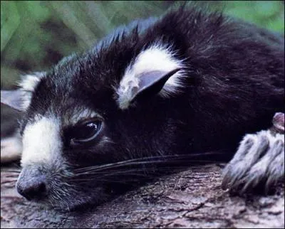 Ce rongeur arboricole d'Afrique tropicale, capable de longs vols plans, s'appelle :