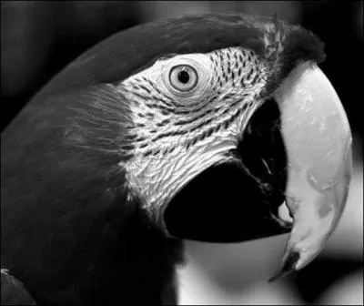 Gnralement, de quelle couleur est le plumage de l'ara ?