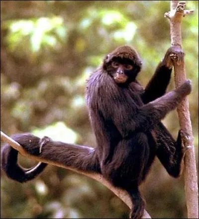 Pourquoi l'atle est-il souvent surnomm 'singe-araigne' ?