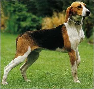 Et pour terminer cette srie de tests portant sur les animaux dont le nom commence par A, posons une question facile : quelle est cette race de chien ?