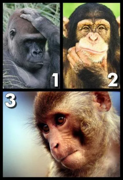 Parmi les singes suivants, lequel n'est pas considr comme un anthropode ?