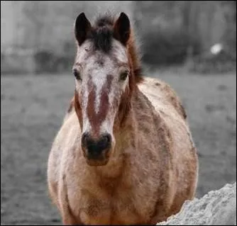 La robe de ce cheval est :