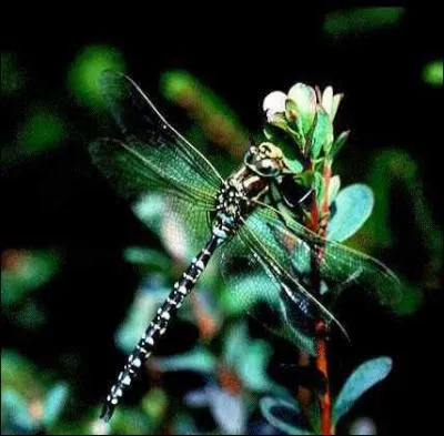 Qu'est-ce qu'une aeschne ?