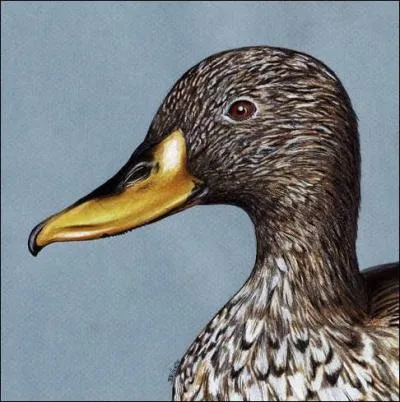 Lequel de ces oiseaux n'est pas un anatid ?