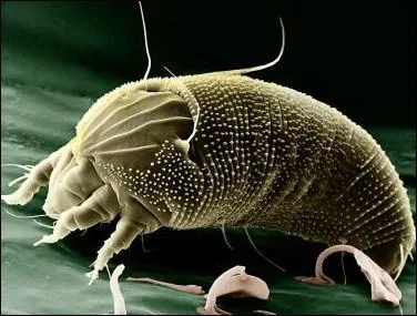 Les acariens sont des :