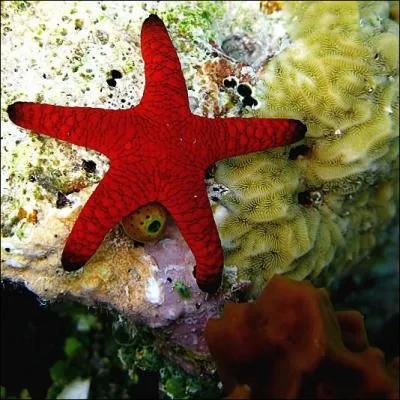 Quel mot commenant par la lettre A est l'autre nom de l'toile de mer ?