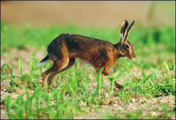 Quelle est la femelle du livre ?