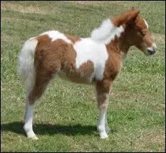 Qu'est-ce qu'un foal ?